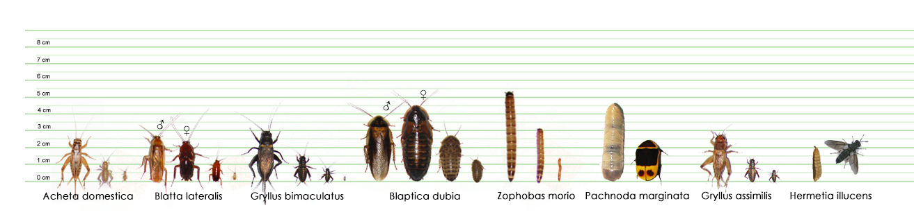 Dubia Roach Size Chart