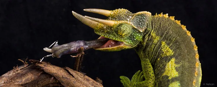 Jacksonov kameleon