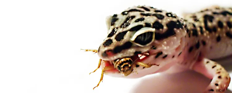 Leopard gekon jede cvrčka