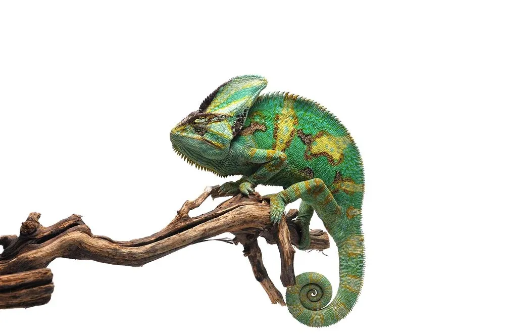 Chameleon