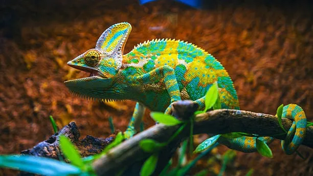 Jemenski kameleon (Chamaeleo calyptratus)