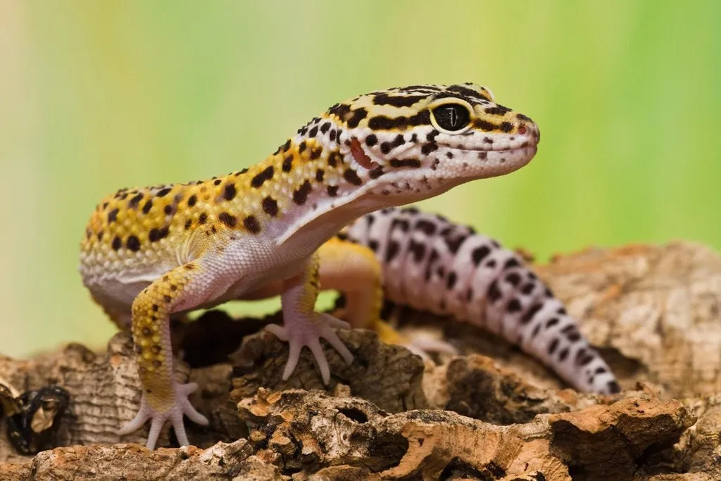 Leopard gekon (Eublepharis macularius)