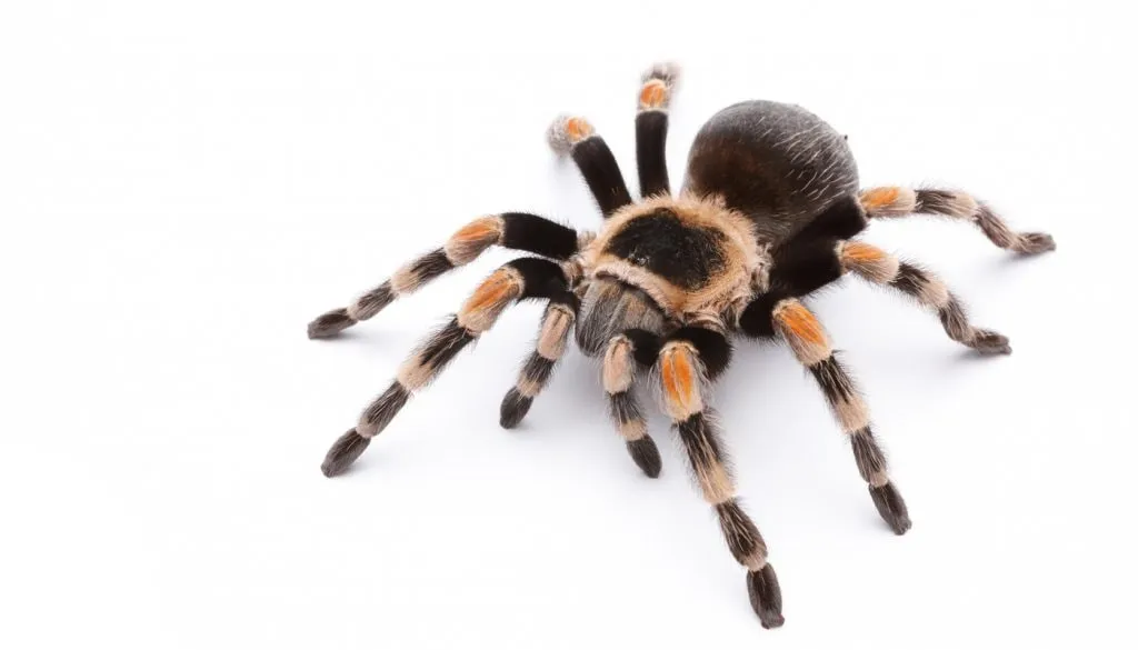 Tarantule (Theraphosidae)