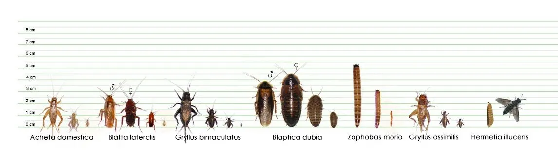 Feeder insect size chart (Acheta domestica, Blatta lateralis, Gryllus bimaculatus, Blaptica dubia, Zophobas morio, Gryllus assimilis, Hermetia illucens) with a centimetre ruler