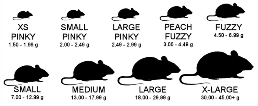 Mouse size chart — XS pinky, small pinky, large pinky, peach fuzzy, fuzzy, small, medium, large, X-large, with weight in grams