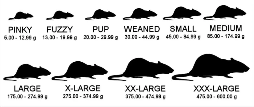 Rat size chart — pinky, fuzzy, pup, weaned, small, medium, large, X-large, XX-large, XXX-large, with weight in grams